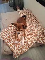 Lieve kruising Chihuahua x Shih Tzu –  Teefje, Dieren en Toebehoren, Overige rassen, CDV (hondenziekte), 1 tot 2 jaar, Teef