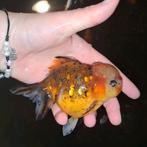 Oranda goudvis, Ophalen