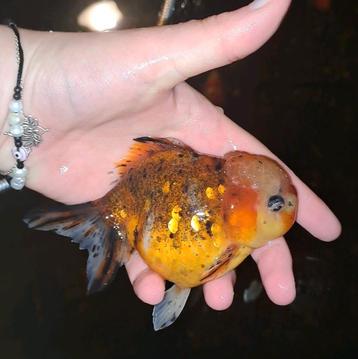 Oranda goudvis beschikbaar voor biedingen