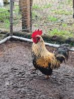 Raszuivere Chabo Haan, Dieren en Toebehoren, Pluimvee, Mannelijk, Kip