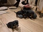 JACK RUSSEL PUPS, Dieren en Toebehoren, Jack Russell Terriër, 8 tot 15 weken, Meerdere, Nederland
