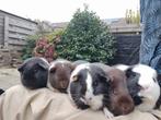 5 cavias, Dieren en Toebehoren, Augustus, Meerdere dieren, Cavia