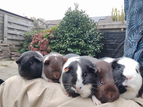 5 cavias, Dieren en Toebehoren, Knaagdieren, Meerdere dieren, Cavia, Augustus