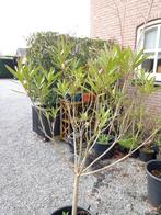 Oleander, Volle zon, Vaste plant, Zomer, Ophalen