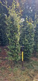 Groene beuken haagplanten, Ophalen of Verzenden, Beukenhaag, 100 tot 250 cm