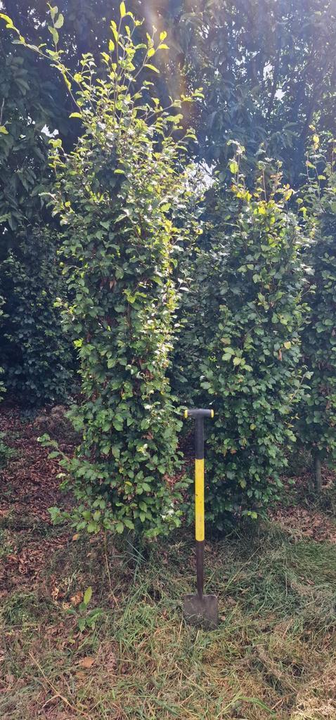 Groene beuken haagplanten, Tuin en Terras, Planten | Struiken en Hagen, Beukenhaag, 100 tot 250 cm, Ophalen of Verzenden