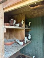 Duiven te koop, Dieren en Toebehoren, Meerdere dieren, Overige soorten