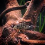 jonge corydoras sterbai €5.50 per stuk of 10 voor €50, Dieren en Toebehoren, Vissen | Aquariumvissen, Vis, Zoetwatervis, Schoolvis