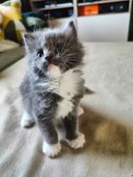 Prachtige Ragdoll/Maincoon kittens te koop, Dieren en Toebehoren, Katten en Kittens | Raskatten | Langhaar, Meerdere dieren, Ontwormd