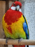 Koppel pracht rosellas, Meerdere dieren, Papegaai