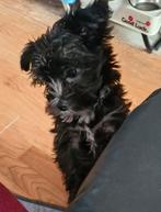 Morki kruising maltezer+ york, CDV (hondenziekte), 8 tot 15 weken, Meerdere, Nederland