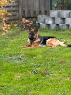 Oud Duitse Herder langharig, Dieren en Toebehoren, Particulier, Rabiës (hondsdolheid), 1 tot 2 jaar, Buitenland