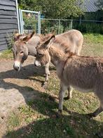 Ezel met merrie veulen, Dieren en Toebehoren, Overige Dieren, April, Vrouwelijk