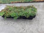 Sedumtrays voor Direct Effect, Ophalen, Bodembedekkers, Volle zon, Vaste plant