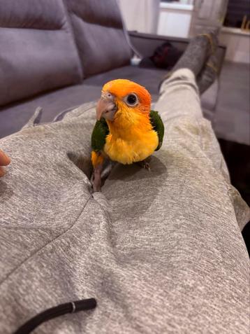 Super tamme baby Roestkop Caique evt met kooi beschikbaar voor biedingen