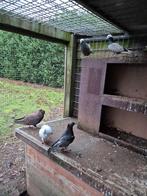 Sierduiven, Dieren en Toebehoren, Meerdere dieren, Overige soorten