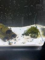 Kleine jonge blauwe garnalen, Dieren en Toebehoren, Vissen | Aquariumvissen, Kreeft, Krab of Garnaal
