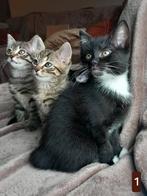 Nog 2 lieve kittens!, Dieren en Toebehoren, Katten en Kittens | Raskatten | Korthaar, Poes, Ontwormd