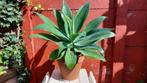 Grote Agave attenuata, Ophalen, Bloeit niet, Overige soorten, Volle zon
