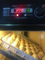 TKP: Broedeieren Rhode Islands Red Euro 1.= per stuk., Dieren en Toebehoren, Pluimvee, Geslacht onbekend, Kip