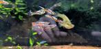 Aquarium vissen, guppies, black mollies en neon tetras., Vis, Zoetwatervis