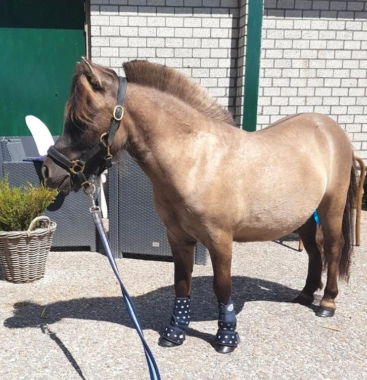 Super gave mini ruintje te koop, Dieren en Toebehoren, Pony's, Ruin, A pony (tot 1.17m), 7 tot 10 jaar