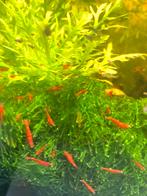 Rode garnalen | bloody mary neocaridina | 10st voor 10,-, Dieren en Toebehoren, Vissen | Aquariumvissen, Kreeft, Krab of Garnaal