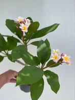 Plumeria, Frangipani, fraai exemplaar vol knoppen, nr. 2, Ophalen of Verzenden, Overige soorten, Minder dan 100 cm