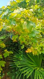 druivenboom, Tuin en Terras, Vaste plant, Ophalen of Verzenden, Bloeit niet, Halfschaduw