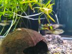Endler guppy grun, Dieren en Toebehoren, Vis, Zoetwatervis