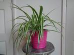 Graslelie Chlorophytum comosum Ocean roze pot, Ophalen, In pot, Halfschaduw, Minder dan 100 cm