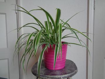 Graslelie Chlorophytum comosum Ocean roze pot beschikbaar voor biedingen