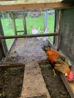 Silverudd Blå  hennen groenleggers (2x), Dieren en Toebehoren, Pluimvee, Vrouwelijk, Kip
