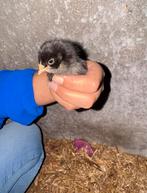 Broedeieren van onze eigen kippen te koop, Dieren en Toebehoren, Pluimvee, Geslacht onbekend, Kip