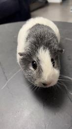 Lieve vrouwtjes cavia zoekt een nieuw huisje, Dieren en Toebehoren, Knaagdieren, Cavia, Vrouwelijk, Mei, Tam