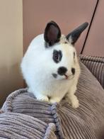 Dropje, Mannelijk, Dwerg, 0 tot 2 jaar