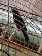 twatwa, Dieren en Toebehoren, Mannelijk, Tropenvogel, Geringd