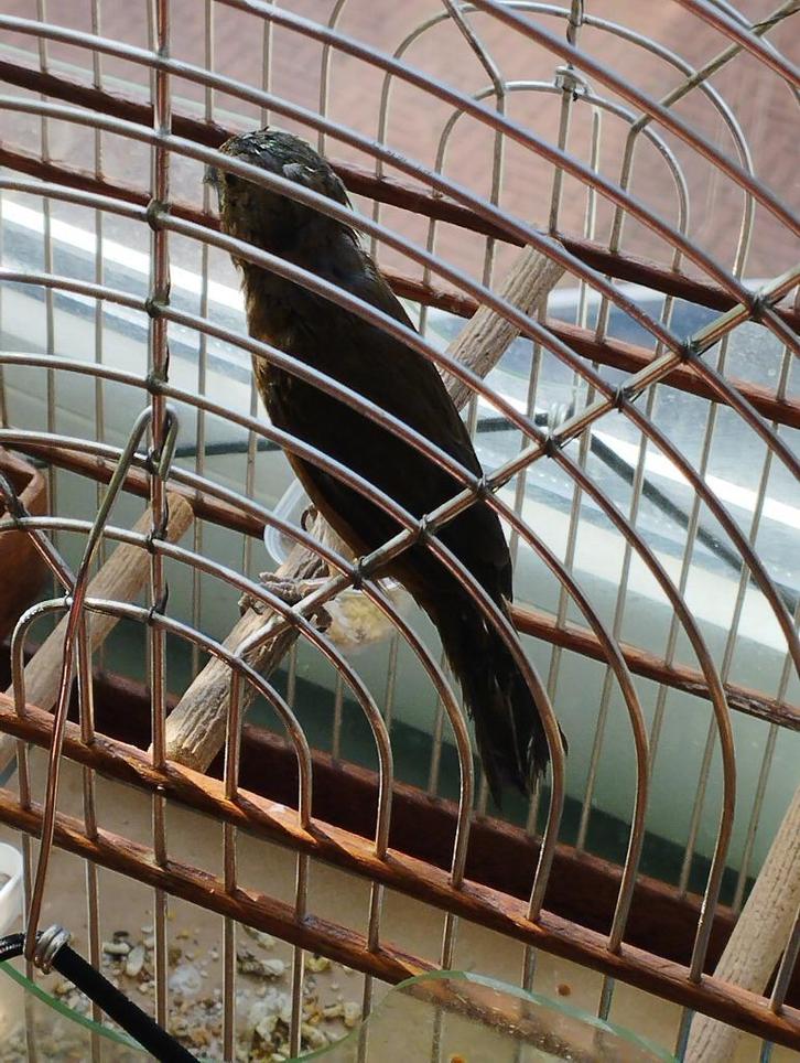 twatwa, Dieren en Toebehoren, Vogels | Overige Vogels, Tropenvogel, Mannelijk, Tam, Geringd