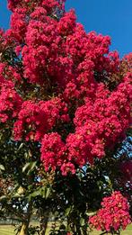 Lagerstroemia indica Rosea / multistam XXL ‼️‼️, Zomer, 400 cm of meer, Ophalen, Volle zon