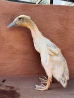 Loopeend Zilver wildkleur woerdjes, Dieren en Toebehoren, Meerdere dieren, Eend