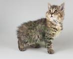 half langhaar rex tabby kitten  NU OPHALEN, Kater, Kortharig, 0 tot 2 jaar