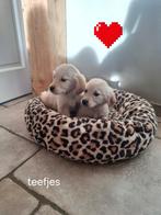 Golden retriever pups, Golden retriever, 8 tot 15 weken, Parvo, Meerdere