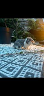 2 Nederlandse hangoordwerg voedsters, Vrouwelijk, Dwerg