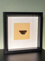 Dagpauwoog vlinder in lijst - Aglais io, Huis en Inrichting, Woonaccessoires | Lijsten, Ophalen of Verzenden, Zo goed als nieuw