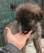 SAMMIE, LIEF PUPPENKIND, IN ASIEL OPZOEK NAAR WARMTE, Particulier, 15 weken tot 1 jaar, Reu, Buitenland