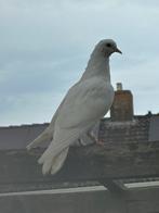 Duiven, Dieren en Toebehoren, Vogels | Duiven