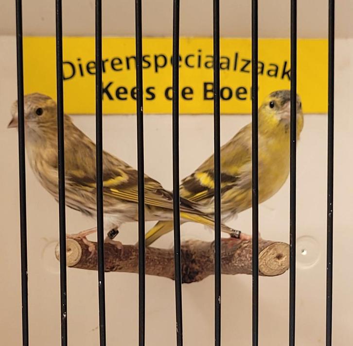 Koppel bruine Europese sijzen, Dieren en Toebehoren, Vogels | Overige Vogels, Wildzangvogel, Meerdere dieren, Geringd
