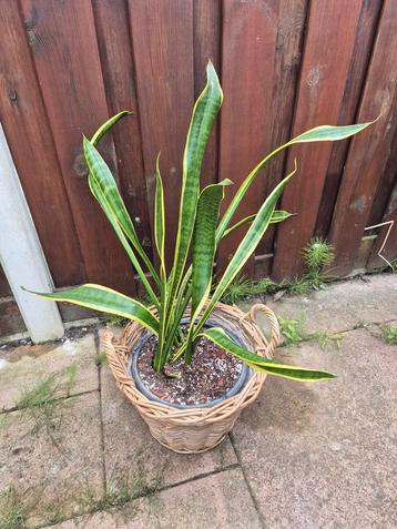 Sansevieria, vrouwentong beschikbaar voor biedingen