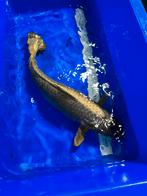 Ghost - 50 cm - koi karper, Dieren en Toebehoren, Vissen | Vijvervissen, Karper of Koi