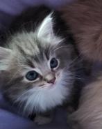 Ragdollkittens beschikbaar, Meerdere dieren, Gechipt, 0 tot 2 jaar